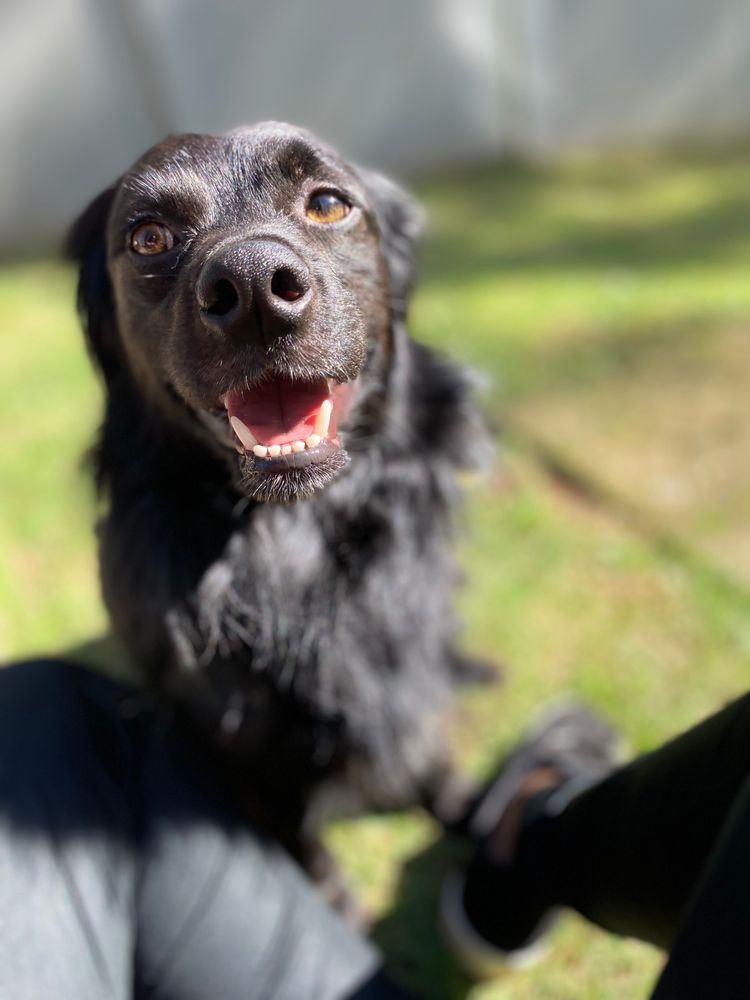 Cão