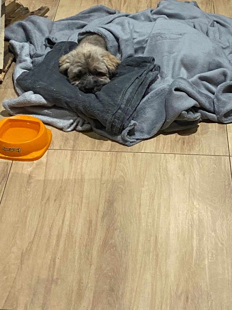 Cão