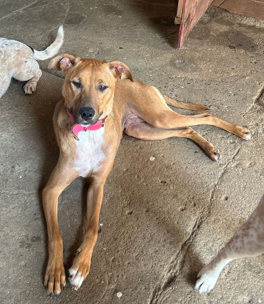 Cão