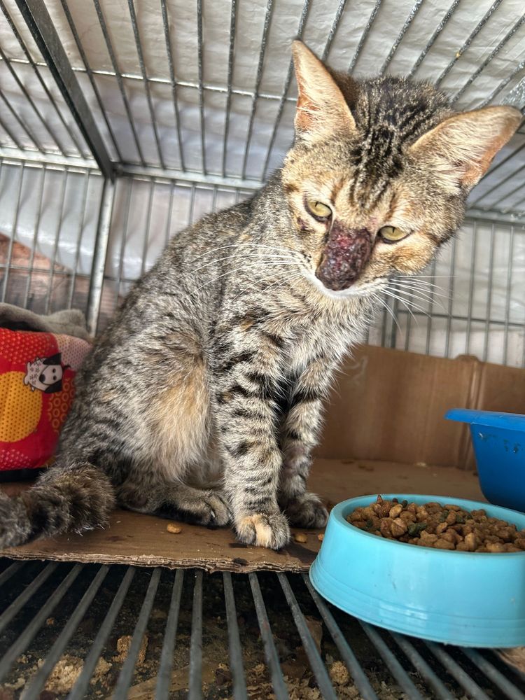 Gato