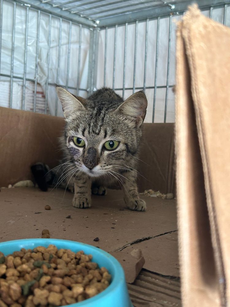 Gato