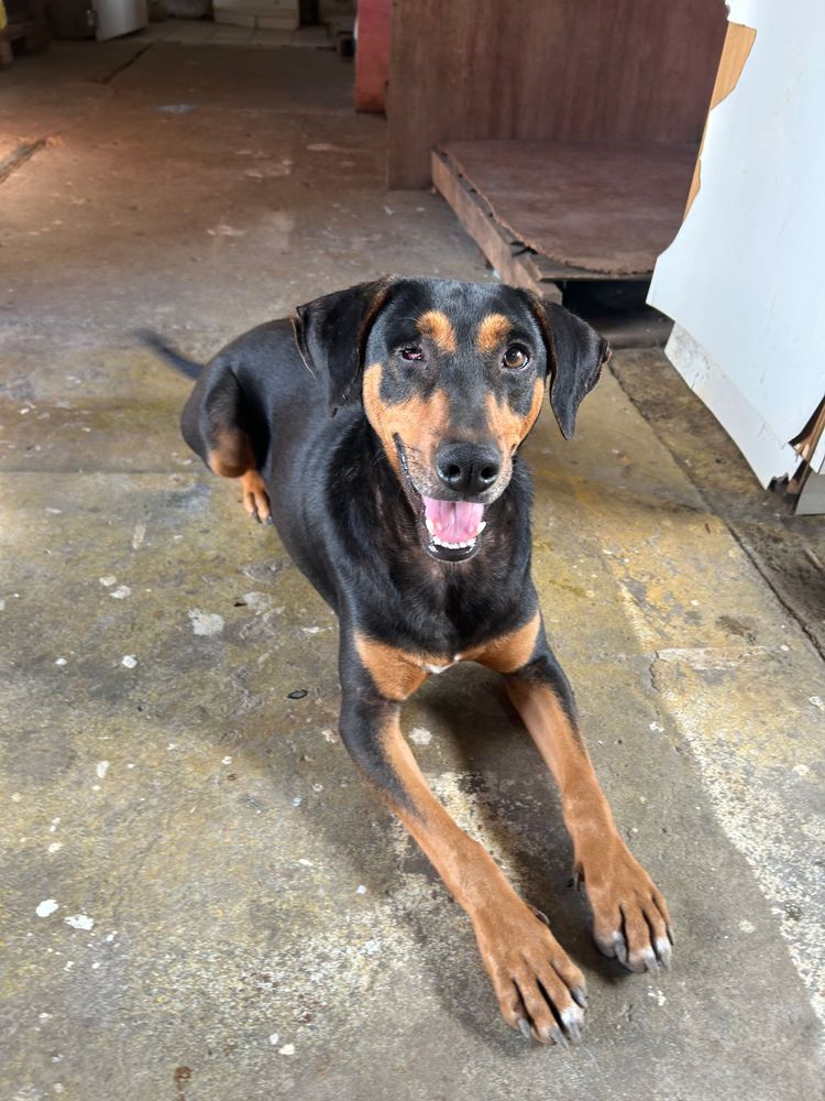 Cão