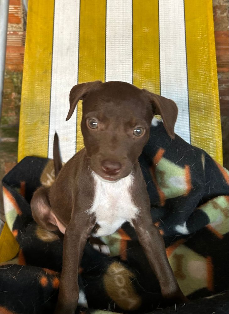 Cão