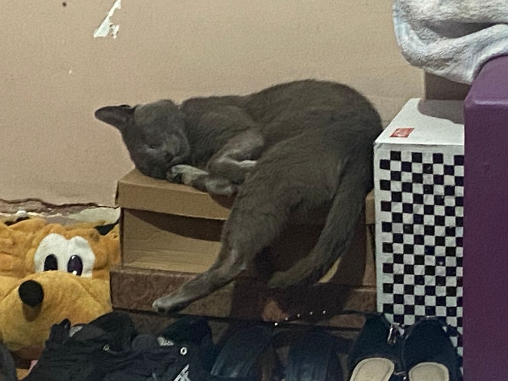 Jaque