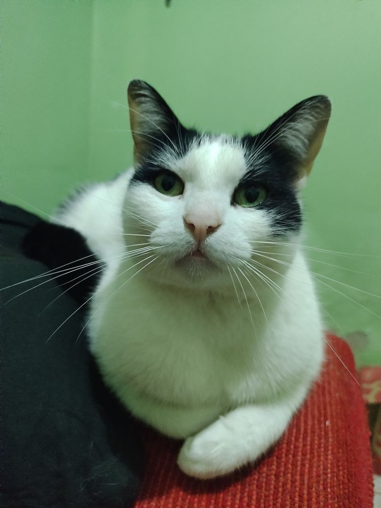 Nala