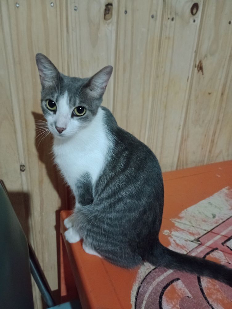 Lua