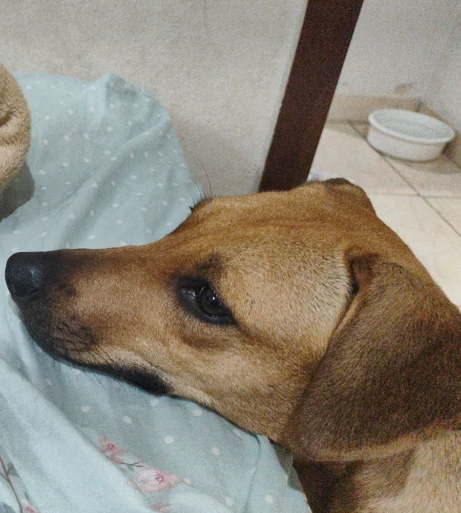 Paçoca