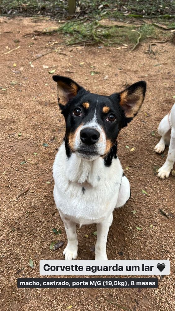 Cão