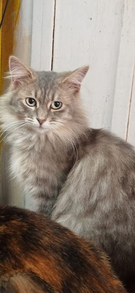 Sansão