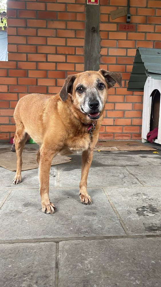 Cão