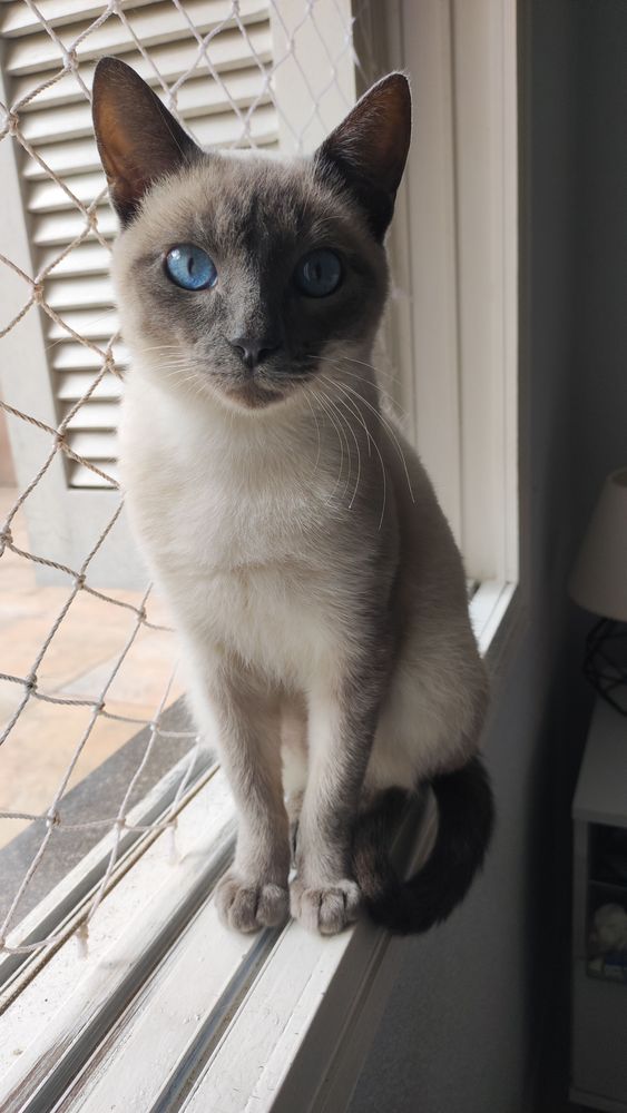 Gato