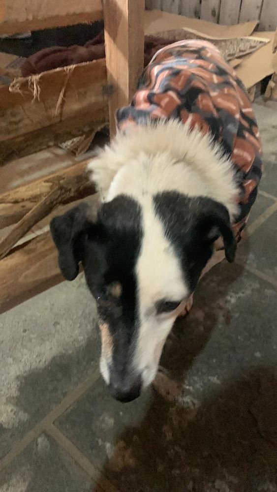 Cão