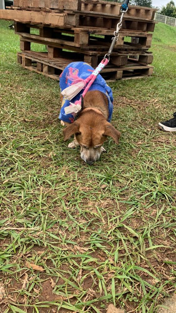 Cão