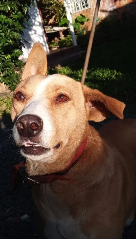 Cão