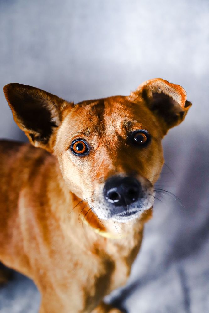 Cão