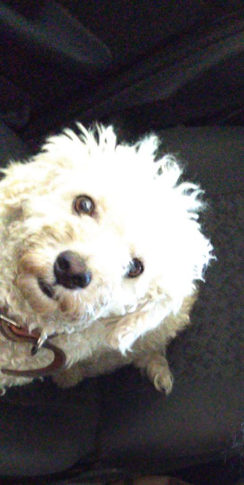 Poodle branco