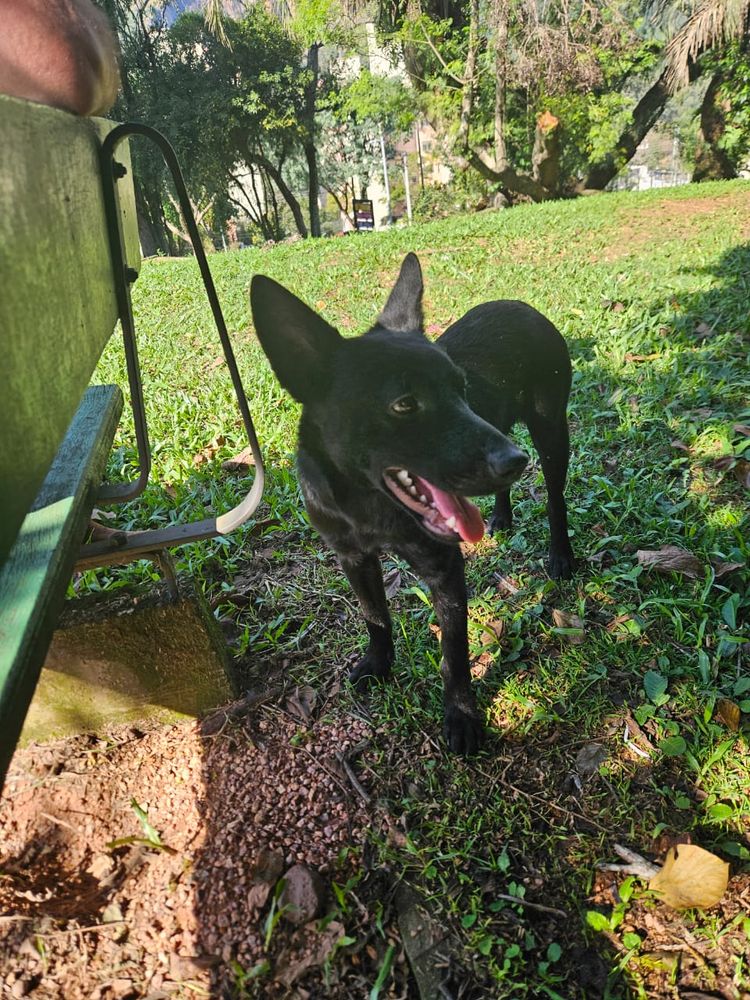 Cão