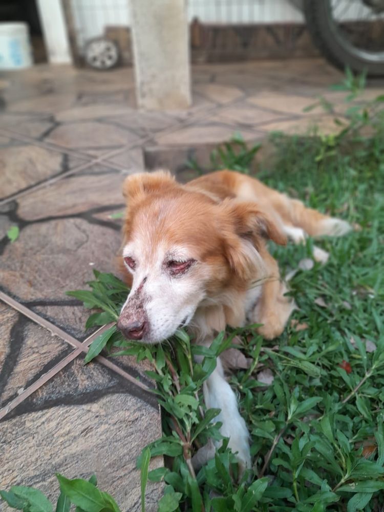 Lilou