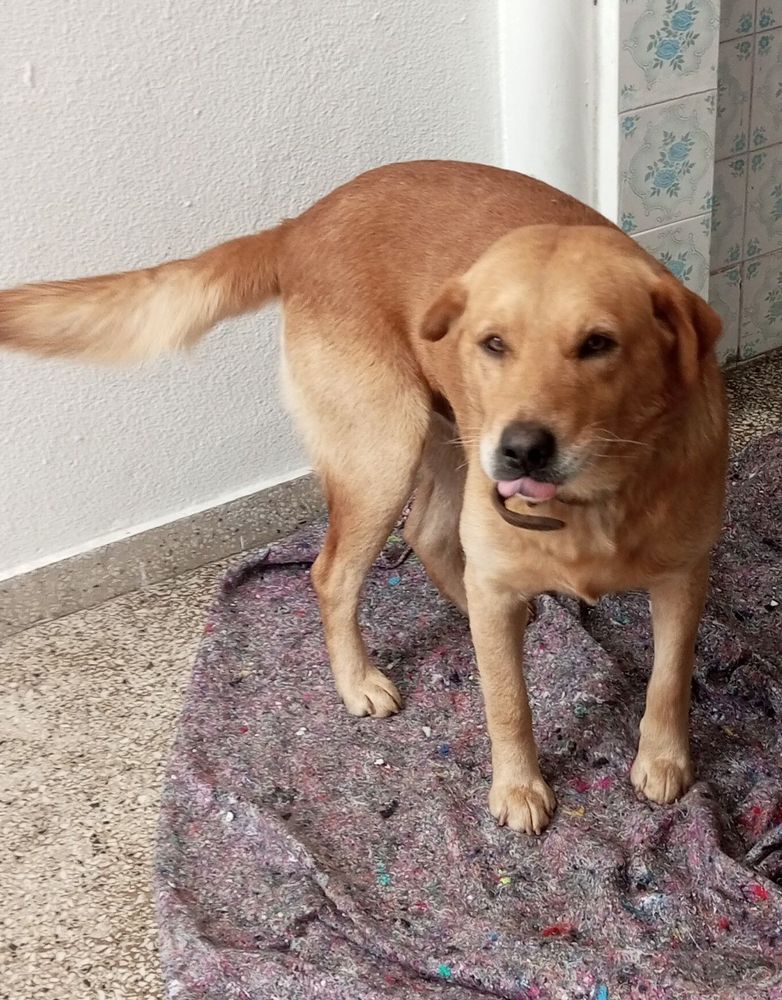 Cão