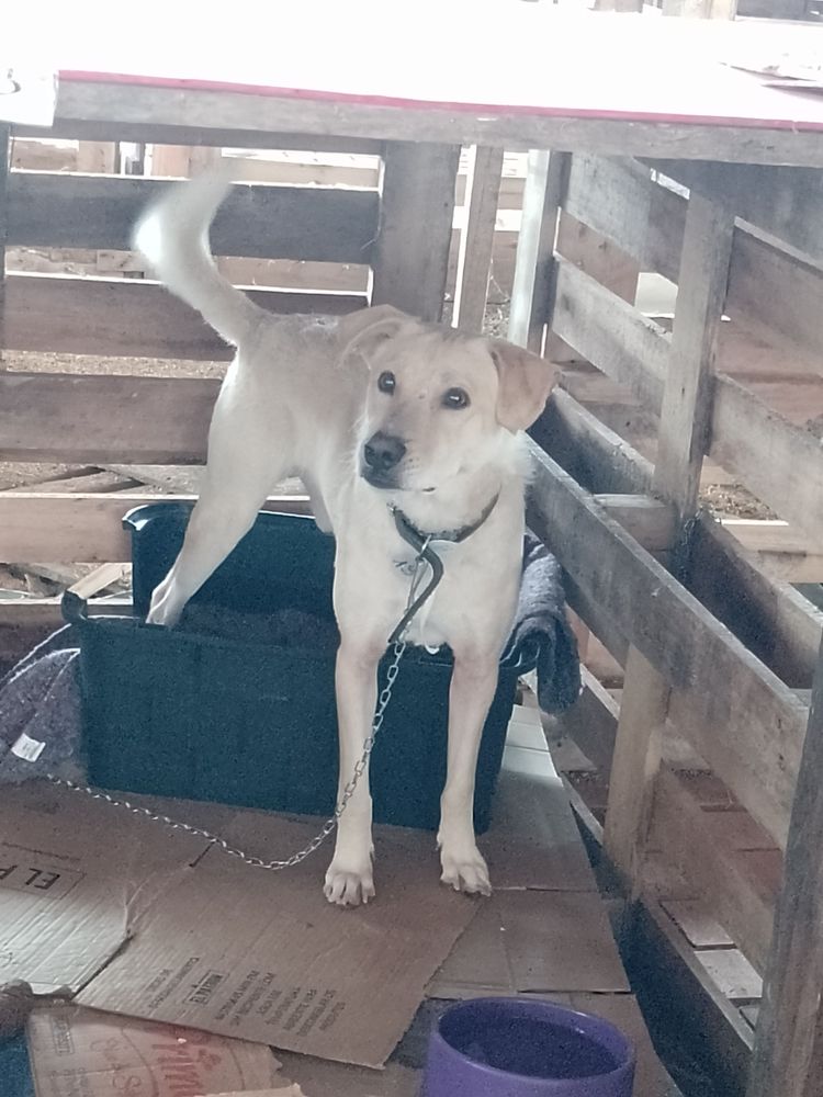 Cão