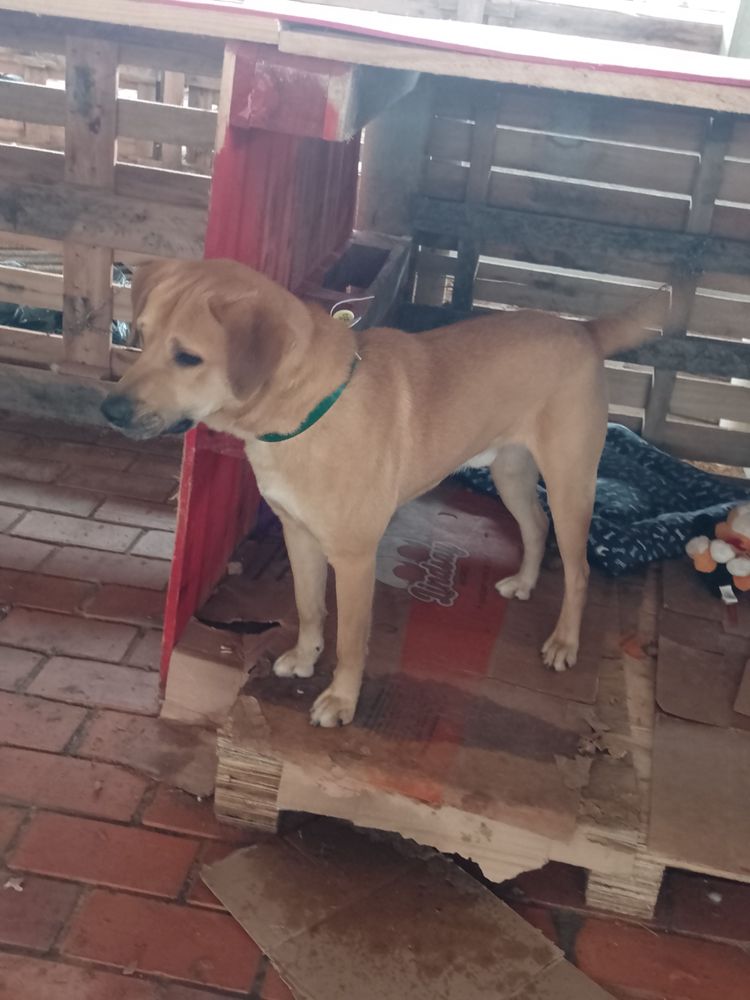 Cão