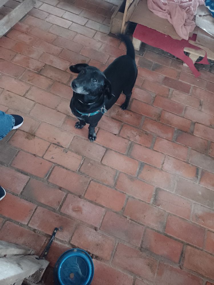 Cão