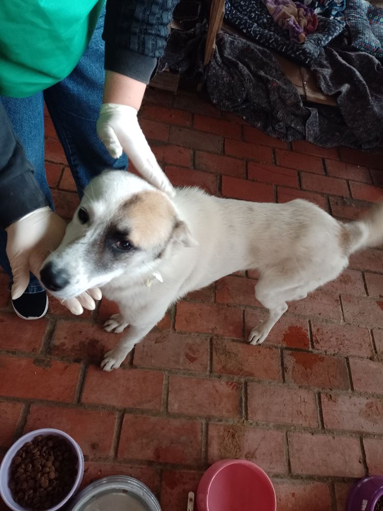 Cão