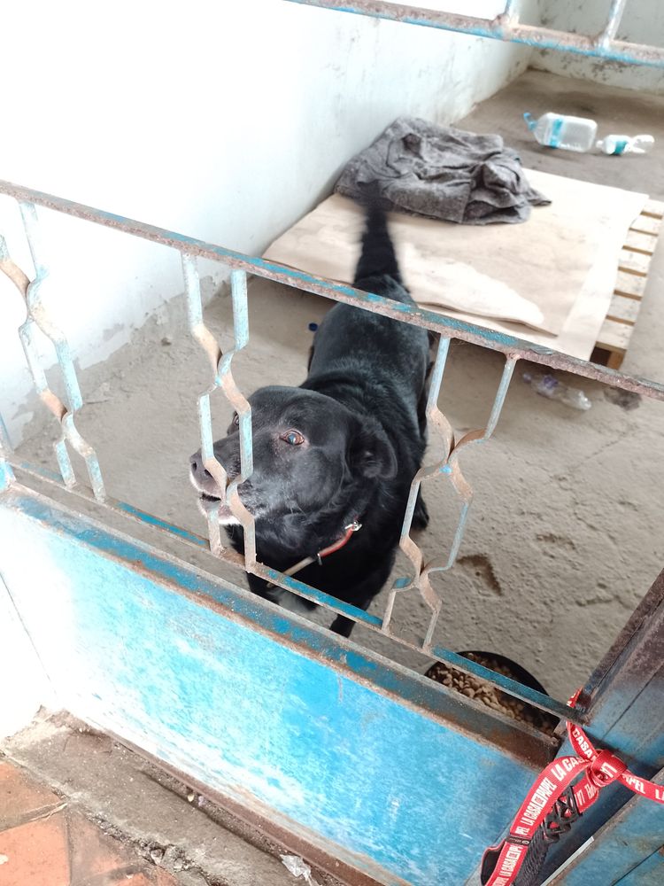 Cão