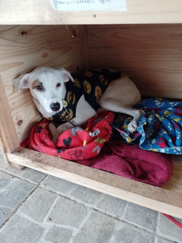 Cão