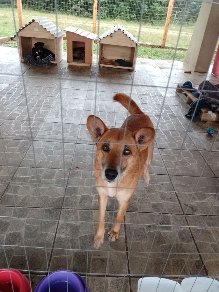Cão