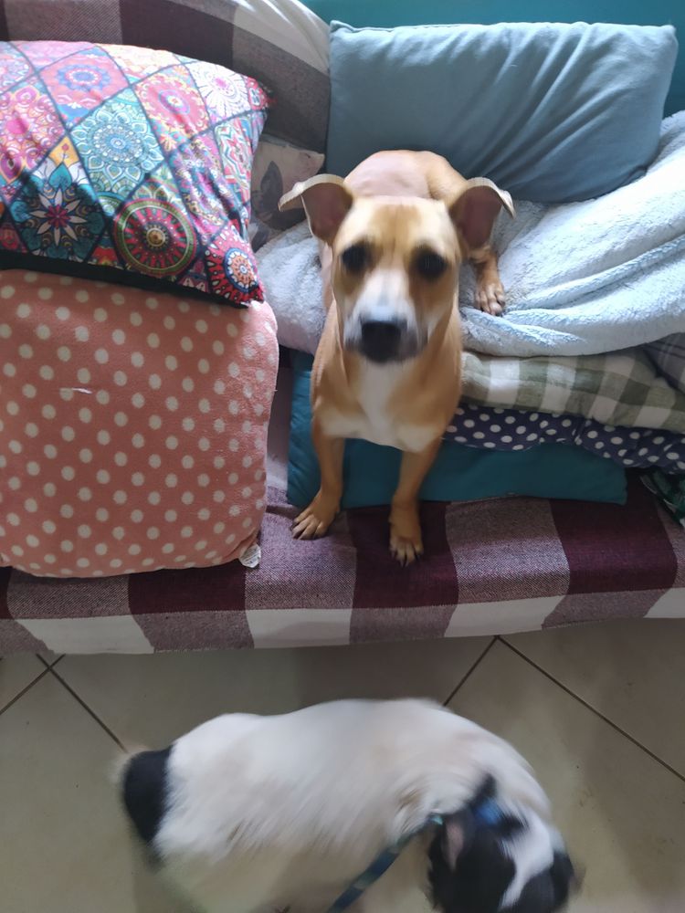 Cão