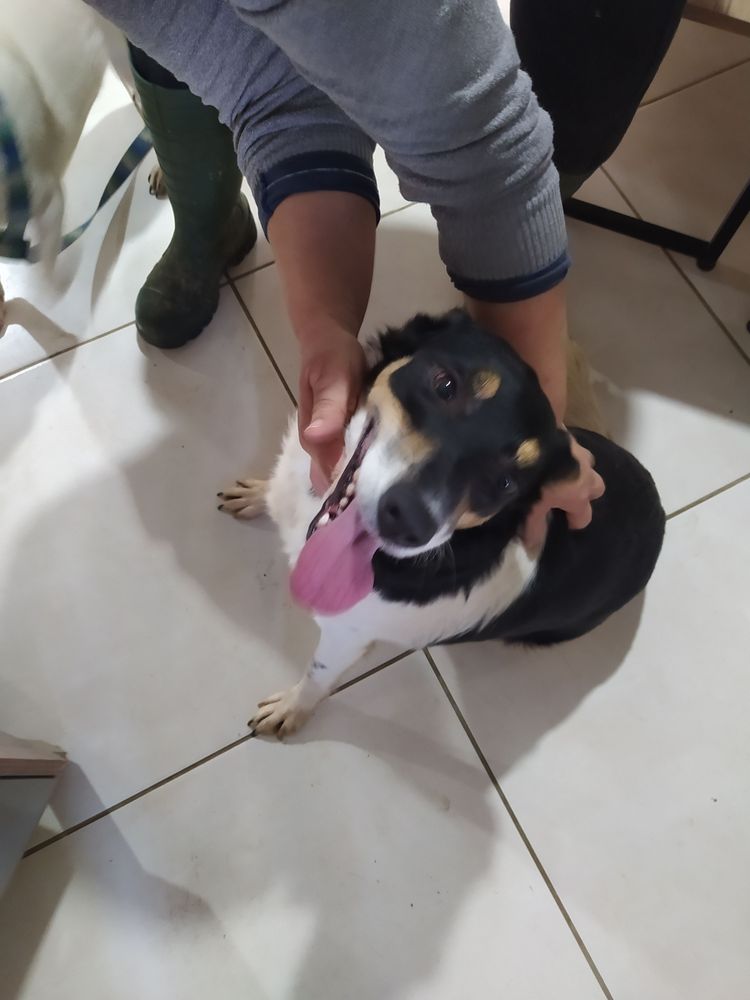 Cão