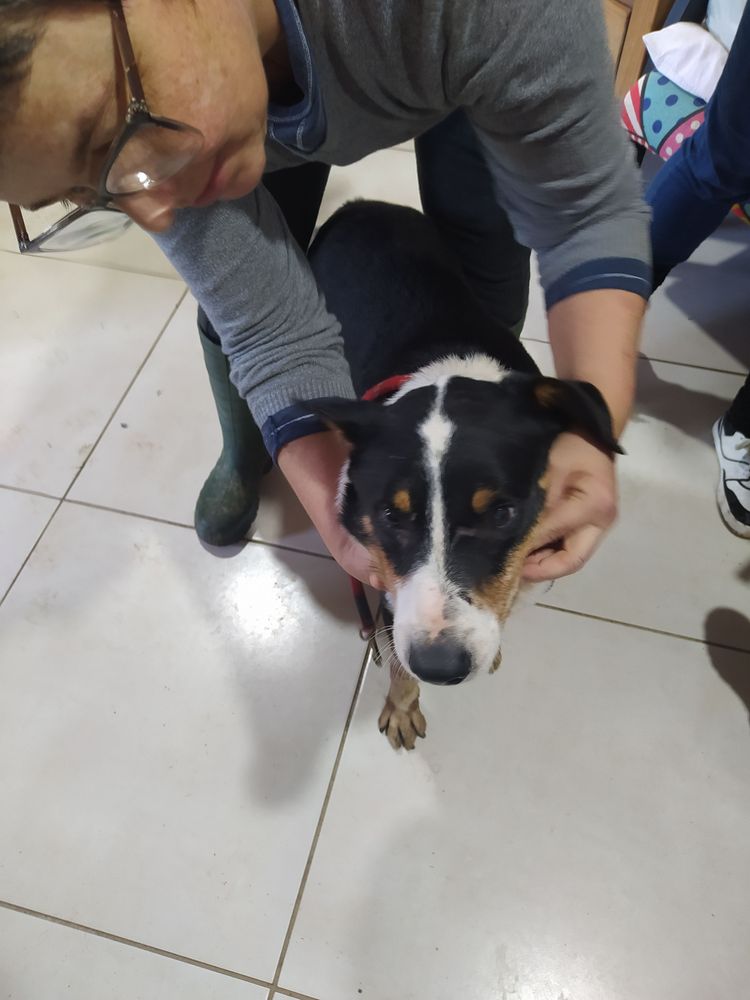 Cão