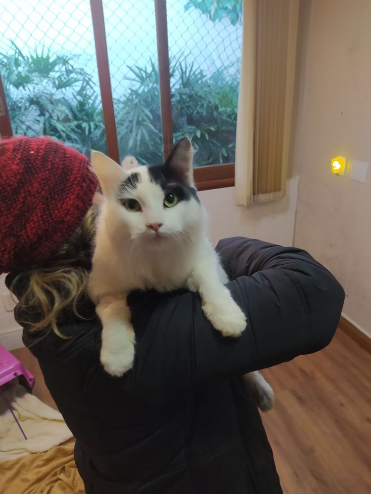 Gato