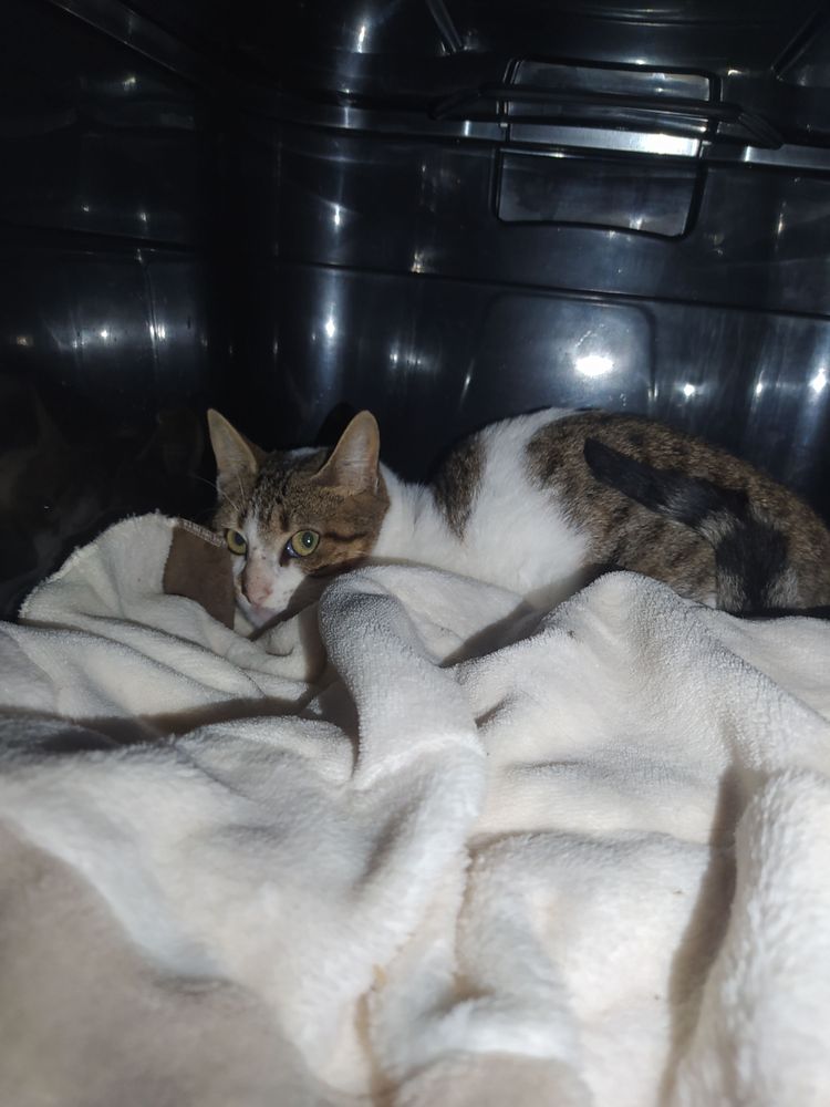 Gato