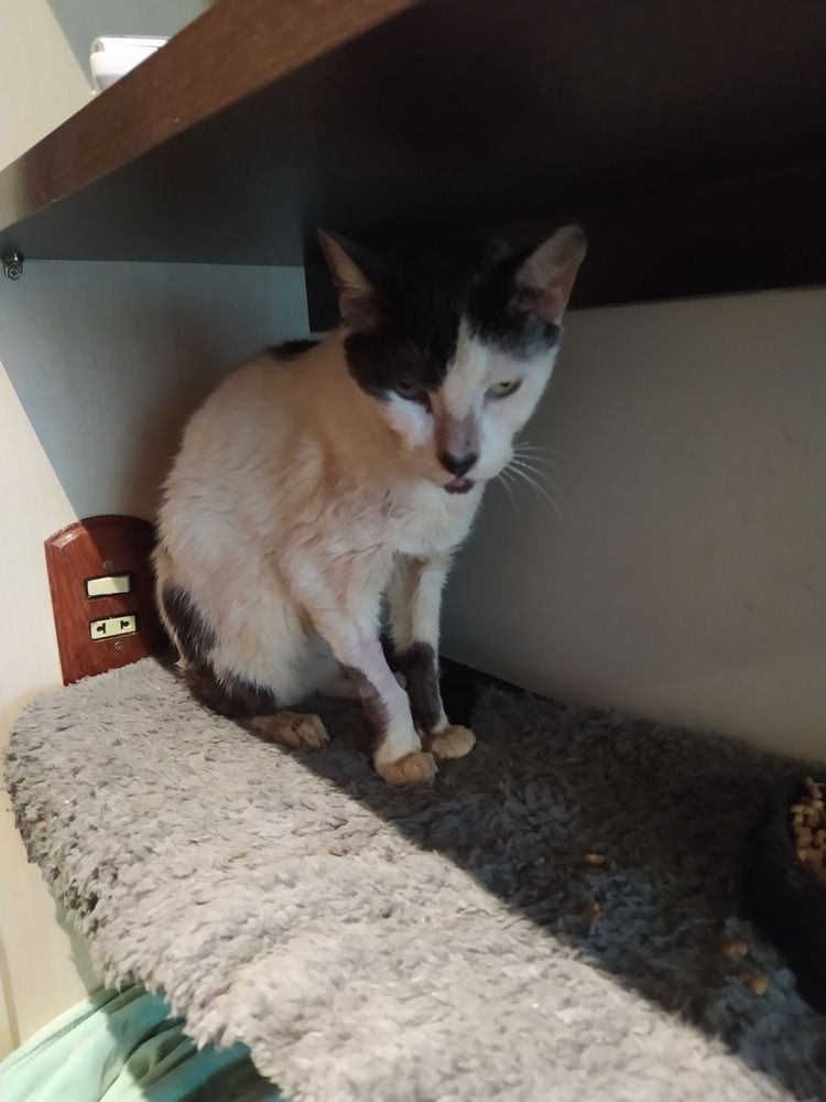 Gato
