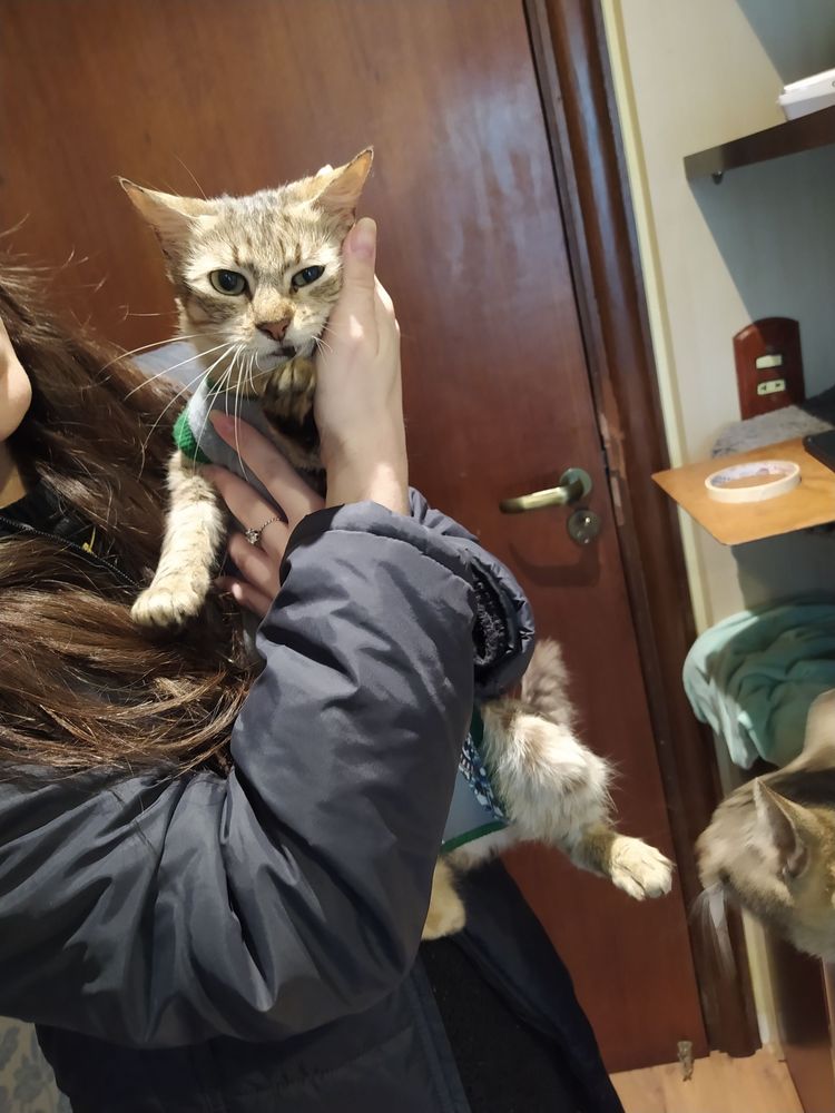 Gato