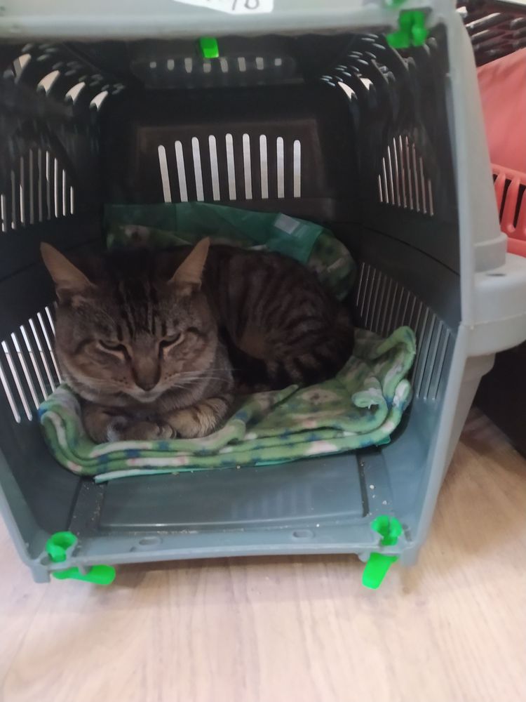 Gato