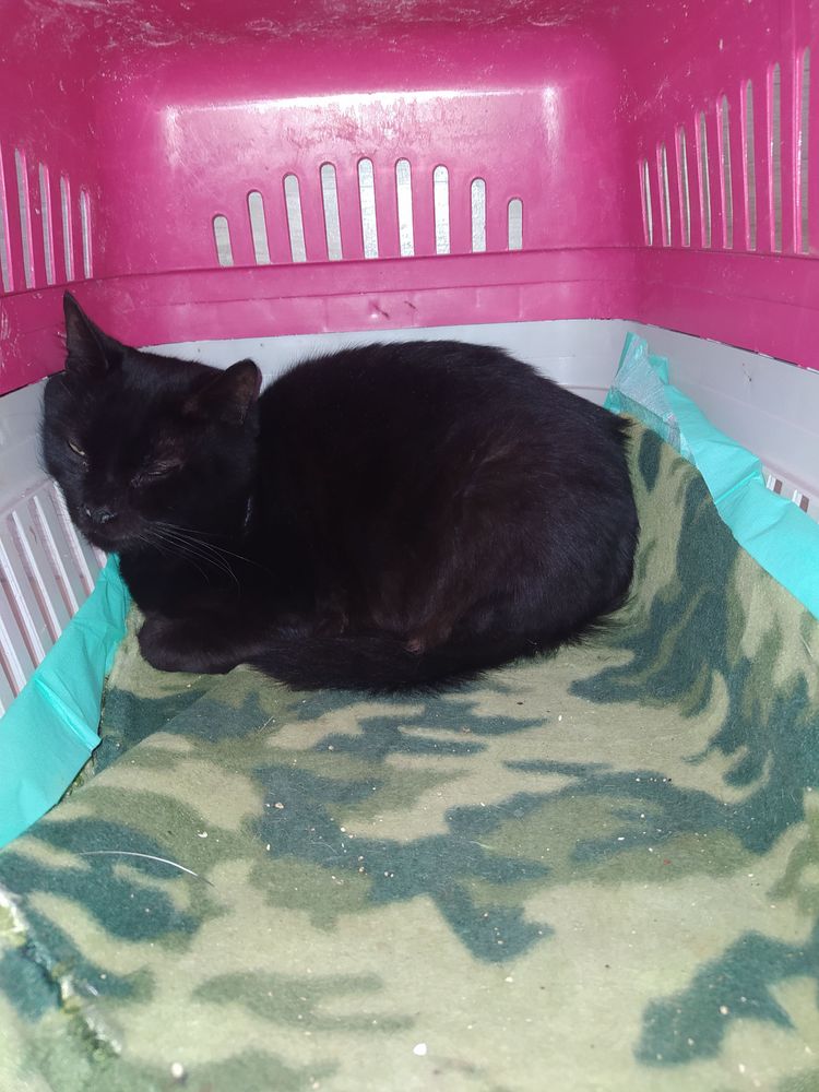 Gato