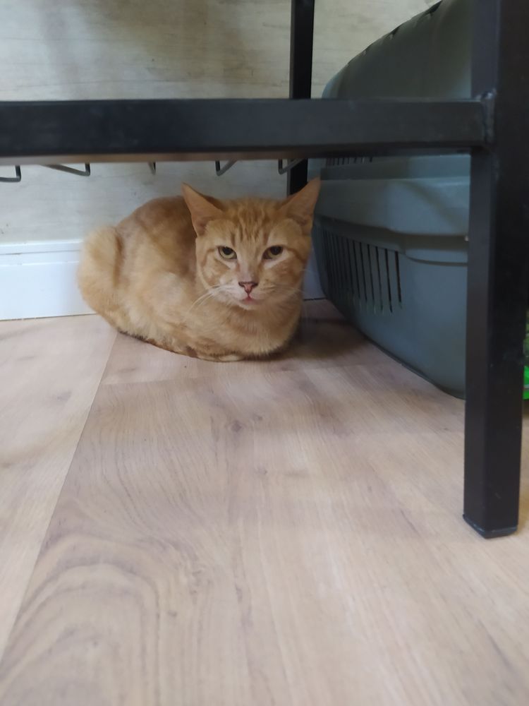 Gato