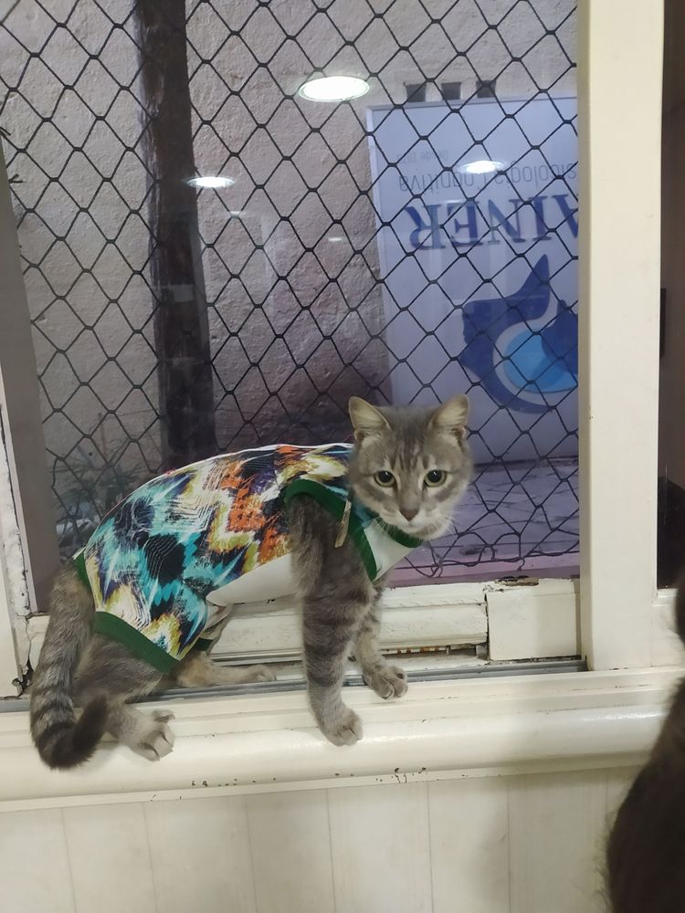 Gato