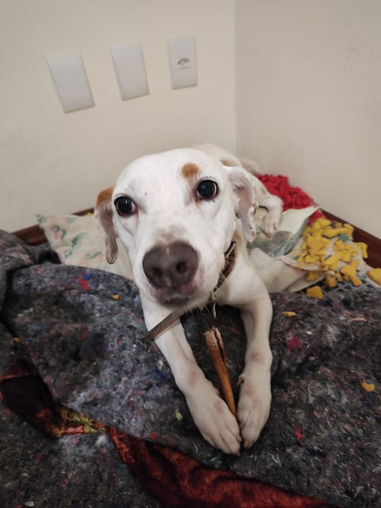 Cão