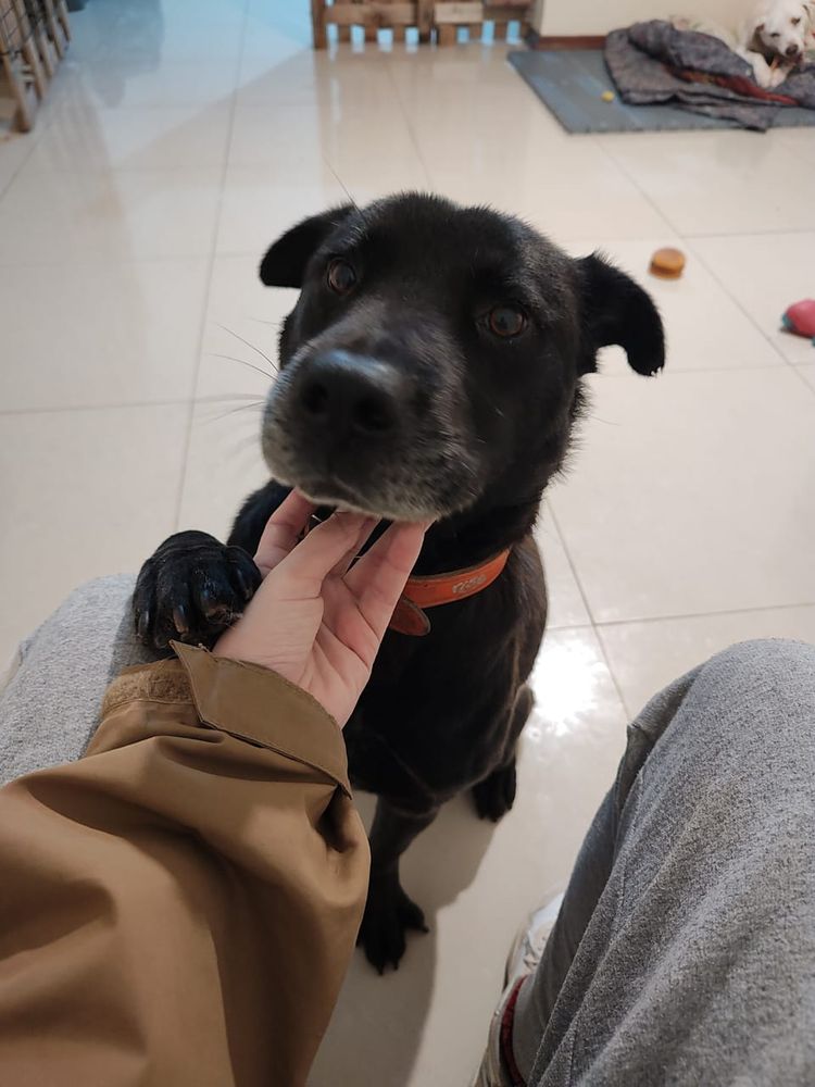 Cão