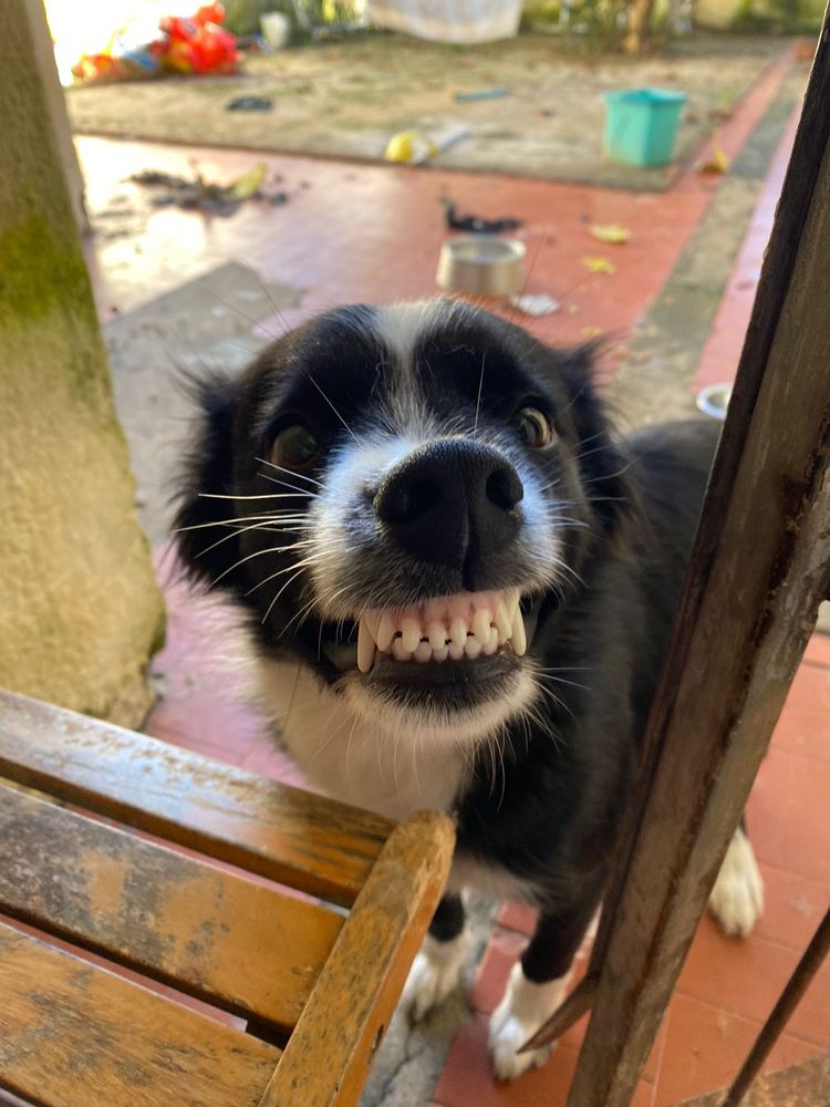 Cão