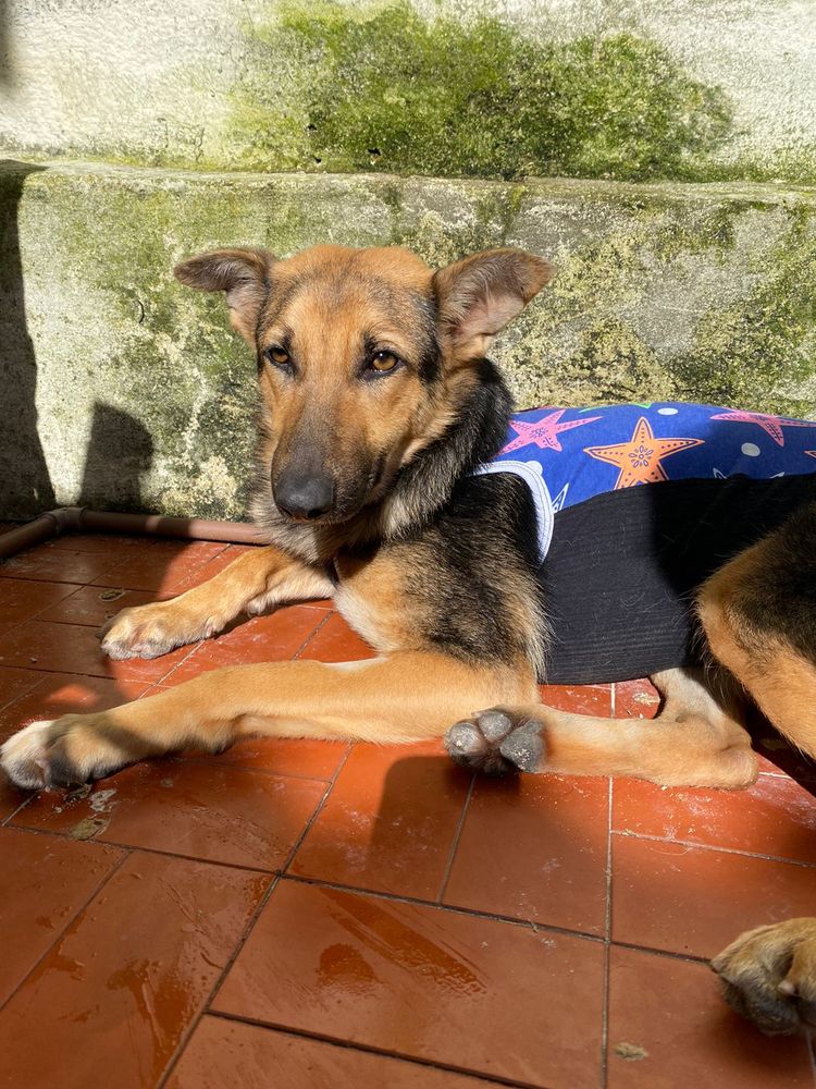 Cão