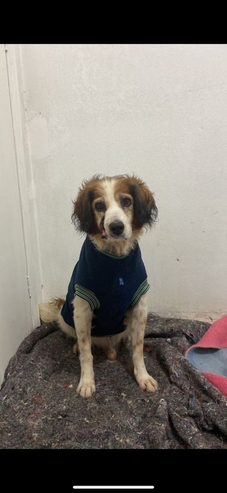Cão