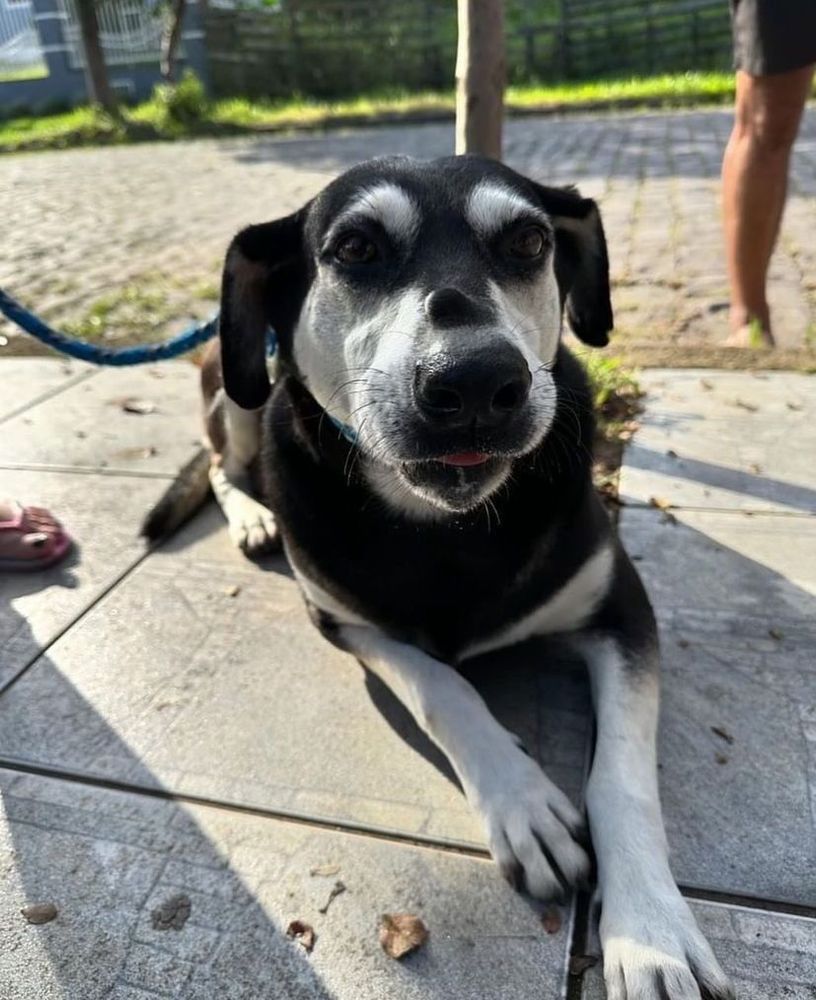 Cão