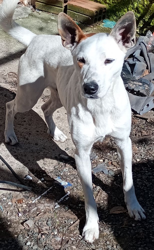 Cão