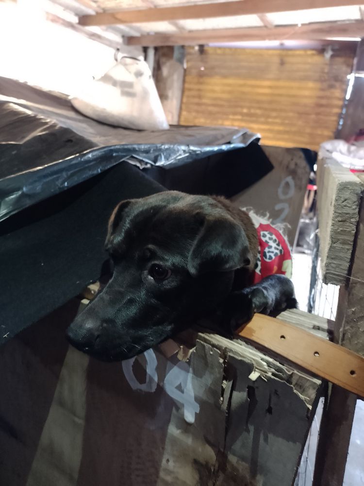 Cão