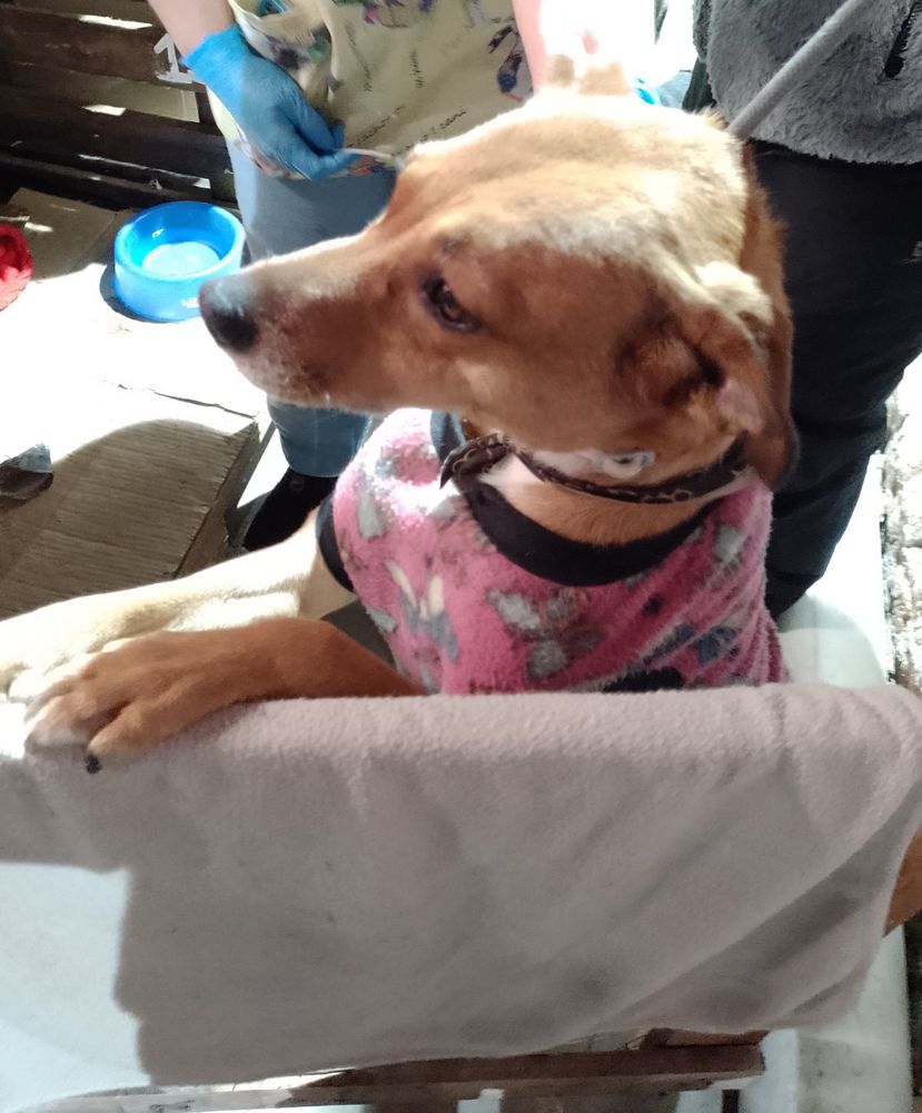 Cão